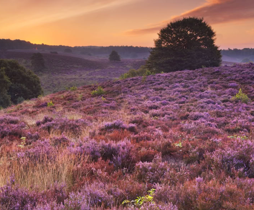 Why Lüneburger Heide Belongs on Your German Travel List